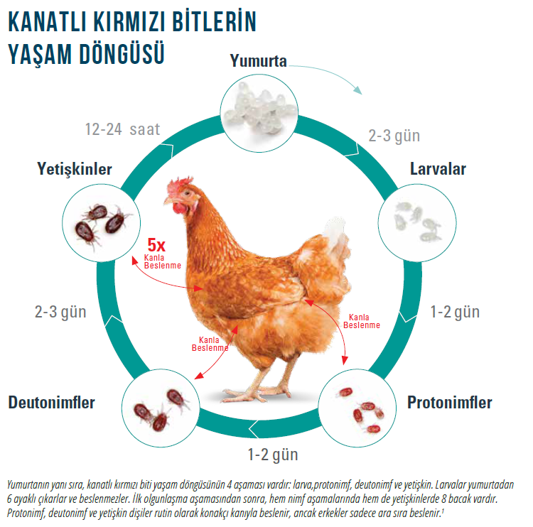 bit yaşam döngüsü